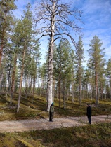 Taukopaikka ison kelon juurella