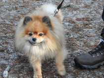 Kurikka-vaelluksen karvaisin osallistuja