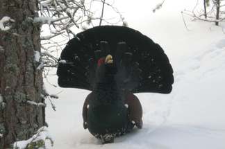 "Pieksu-Mettoo"-Varausmajan Kuningas