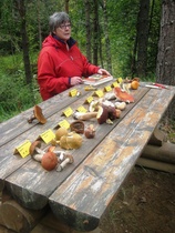 Leena Aitola opasti sienien tunnistuksessa.